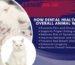 The Crucial Role of Veterinary Dental Health in Animal Care